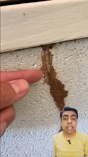 termite treatment process।