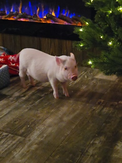 Mini Pig Ruby Wants Dinner Early: A Cute Interaction