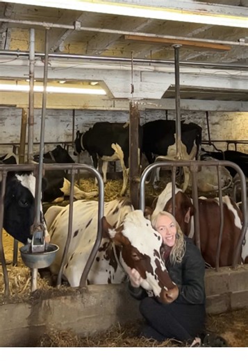 Hoping 26’ is better than 25’ 🤍 🐮 #wisconsindairyfarmer #dairy #dairycowsoftiktok #milkcows #fypageeee