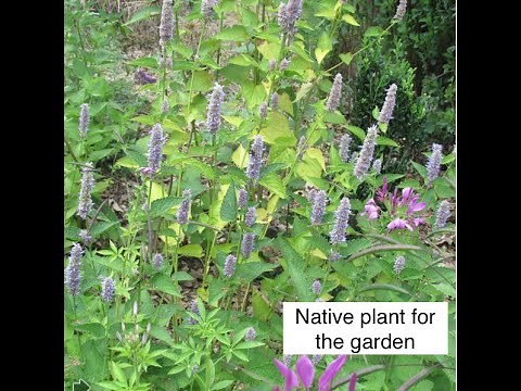 Plant Anise hyssop & garden deer troubles