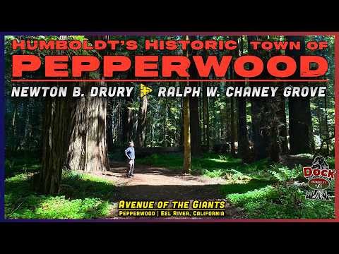 The Man Who Saved the Redwoods 🌲 | Drury-Chaney Grove & Lost Pepperwood (Avenue of the Giants)
