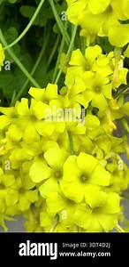 Close-up of bright yellow oxalis flowers. Close-up of yellow sorrel flowers.