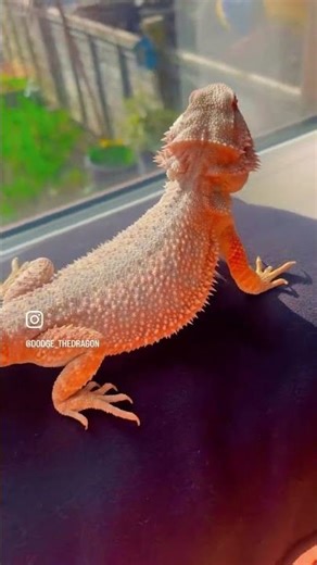 Meet the World’s Happiest Bearded Dragon 🦎 How to Bond with Your Reptile #BeardedDragon #funnyvideo
