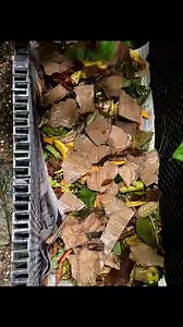 14K views · 353 reactions | Backyard composting: Tada! I just built...
