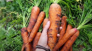 Front yard farming: Unused lawns are now full of crops thanks to innovative fleet farming. (via NowThis) | Upworthy