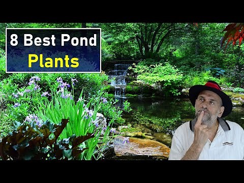 8 Best Pond Plants - Workhorse Plants Every Pond Should Have.