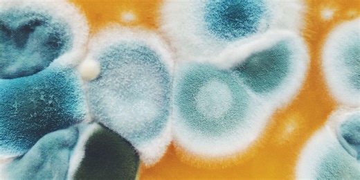 Is This Toxic Mold? How To Know If It's In Your House—And Why It Matters For Your Health
