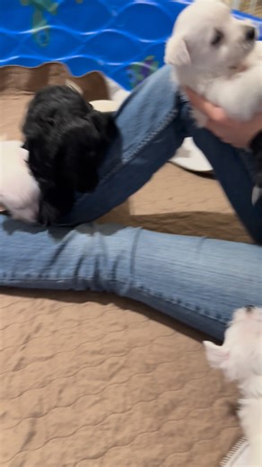 Tubs is a single litter boy 🥰. We had a litter of Westie a few days later, so they are his playmates! He is a Giant compared to them but sooo adorable to watch him play and snuggle for naps 🥰🥰🥰Hard to believe he is still not selected! Message us for details! | Happy Tails Cockapoos