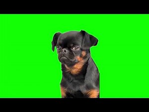 Sad Black Dog Meme | Green Screen HD