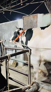 Hefty 1 Ton Holstein Friesian Bull of Ifat Bhai for Qurbani 2024 || #fbreels24 #cows #bull #cattle #cow #reels #Qurbani #bakraeid #eiduladha #fbreelsfypシ゚ #fbreels #fbreelsvideo #trendingreels #reelsviral #reelsviral #fypシ゚ #viralphoto #fyp #trendingnews #trendingnow #trendingnews #trendingshorts #trendingvideo #trend #texas #tips #tbt #texas #viralphoto #trust #honesty #beautifulchallenge #fbreels #viral #reelsviral | Biggest Cow in Bangladesh