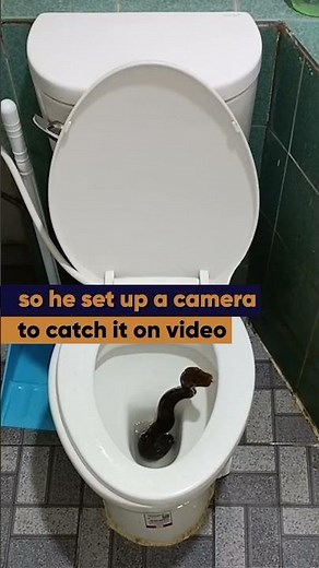 Family catch python coming up through their toilet 🐍🚽