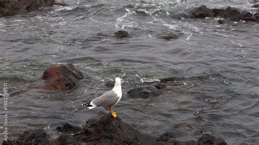Yellow‑Legged Gull (Larus michahellis) Standing on a Small Coastal Rock, Curiously Turning Its Head as Ocean Waves Roll In, Showing Its Bright Yellow Bill with a Red Spot