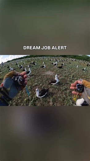 National Park News on Instagram: "How do we sign up for this job? This is what it’s like to count nests at the world’s largest albatross colony in Midway Atoll National Wildlife Refuge! Experts do an annual nest count, and the results are astonishing. According to the U.S. Fish and Wildlife Service, the last count saw nearly 620,000 Laysan albatross nests and more than 25,000 black-footed albatross nests. That’s a lot of birds! This island is also home to Wisdom, the world’s oldest known wild bi