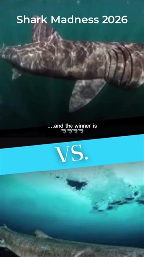 Shark Madness 2024: A Fond Farewell