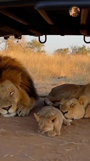 19K reactions · 539 shares | The Funniest Alarm Clock! Lion Cub Fart  #lion #reels #funny | Stewart Braxton | Facebook