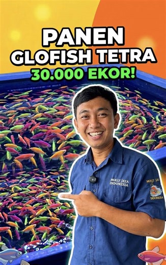 Sehabis dipanen. Ikan glofish tetra akan mengalami stres. Jadi pasokan oksigen harus tercukupi, salah satunya dengan bantuan aerator. Ingin kerja sama dengan Molly Jaya juga? Silakan DM kami ya! #mollyjaya #glofish #glofishtetra #glofishtetrajumbo #aerator #oksigenikan #ikanseblak