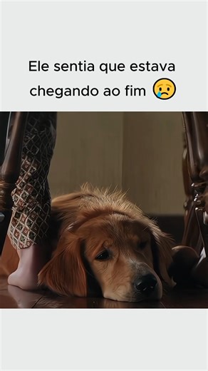 Aquele Frame on Instagram: "Um cachorro especial descobre que sua missão vai além de uma única vida. Em Quatro Vidas de um Cão, acompanhamos a emocionante jornada de amizade, amor e lealdade que atravessa gerações. 🐶❤️ Prepare-se para rir, se emocionar e chorar com essa história inesquecível. 🎬 Filme: Quatro Vidas de um Cão #filmes #trechosdeseries #series #cenas #fyp Nos siga para mais filmes e séries @aquele.frame"