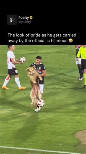 Pubity on Instagram: "⚽️ Dogs love balls because they trigger their natural hunting and chasing instincts. Fast-moving, unpredictable objects mimic the movement of prey, which excites their brains. The act of running, pouncing, and retrieving is both mentally stimulating and physically rewarding, releasing feel-good chemicals like dopamine. Plus, balls are the perfect size and texture for most dogs to grab and carry, making them a fun, self-reinforcing toy that taps into their deepest play and p