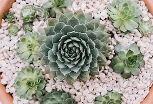 Hens and Chicks Care and Growing Guide