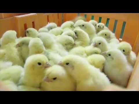 Mickey 3d - Sebolavy (Clip officiel)