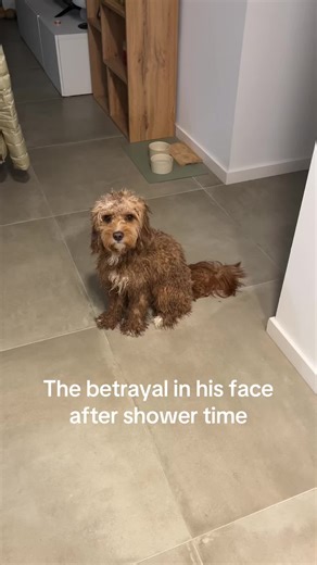 When shower time feels like betrayal 🛁🐶 #cavapoo #funnydog #dogtok #fyp #showertime