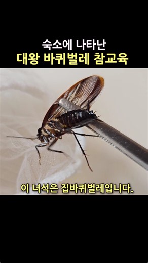 숙소에 침입한 바퀴벌레 참교육하기! #바퀴벌레 #바퀴벌레퇴치 #사마귀