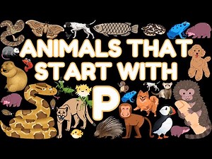 78 Animals That Start With the Letter P | Learn Animal Names for Kids | Eager Minds Academy