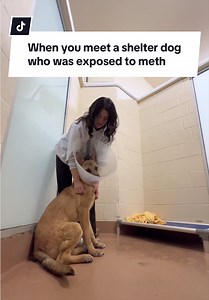 Shelter Dog Exposed to Meth: Saturn's Story
