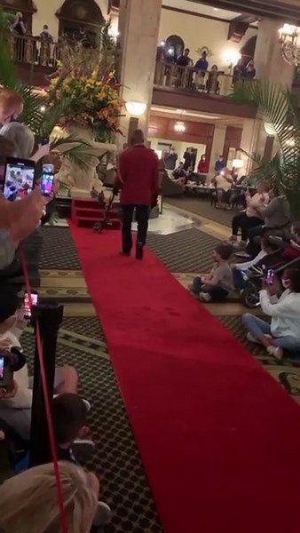 The Peabody hotel ducks in Memphis Tennessee daily walk from their rooftop residence to the hotels fountain.