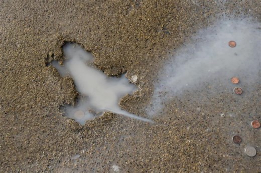 Chicago’s infamous ‘rat hole’ likely caused from another critter, researchers say