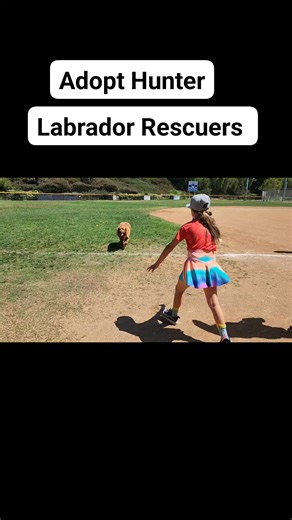 1.8K views · 45 reactions | Hunter is available for adoption. Read all about him on our website. #labrador_rescuers #sharingiscaring #adoptme | Labrador Rescuers of San Diego | Facebook