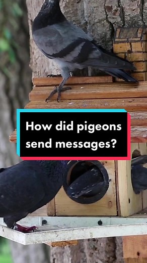How Did Pigeons Deliver Messages?