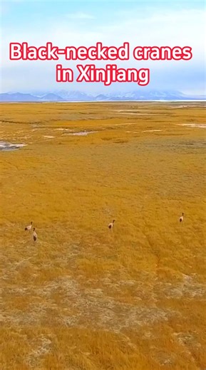 A glimpse of black-necked cranes frolicking at a nature reserve in China's Xinjiang. #black #crane #China #Chinese #black | China Xinhua News