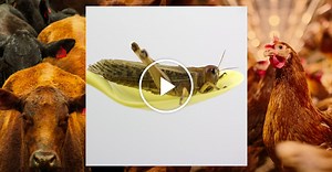 The Joy of Cooking (Insects)