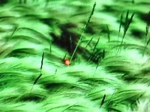 Instruction woPad  7" Android 2.1 Tablet PC,MID, ...