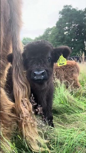 🐂 Highland Cattle Kälber – Braun & Schwarz 🤎🖤 #farm #farming #bauernhof #cows #animals #little