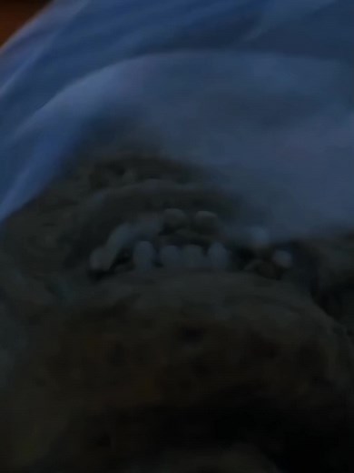 Classic Martial Arts Comedy Film | Mr. Vampire 1985