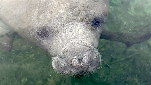 Hundreds of manatees visit Blue Springs in Volusia County during winter