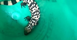 Pet Gila monster bites man, who dies in what experts call a "rare event"