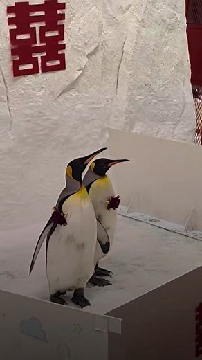even a penguin's getting married before me 🥲🥲🥲 #penguin #china #marriage #tiktokchina #wedding