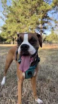 Off leash Tuesday afternoon