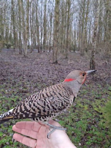 When God sends you a note 🦋 (This sweater was given to me by a friend who passed away, so leave me be) He's a Northern flicker woodpecker. I was going about 5 miles per hour talking to the sheep on the side of the road if you can't see the farm in the back. Toby Keith was playing on the radio when he flew in. After he flew on me I walked around for a while but he would not fly away. I did not see anything stalking or trying to get to him. He spent the night. He was seen by a Vet. He had plenty
