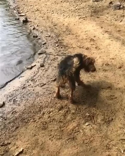 Oh, finally we could go swimming again!! ☺️🐾💞 @airedalelife | Airedale Terrier Dog