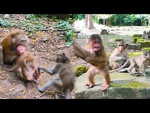 The house monkey was out in the wild for the first time and was very scared of the wild monkeys.