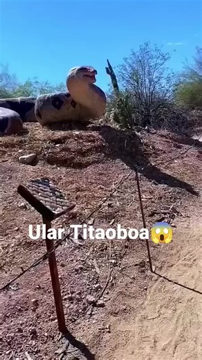 Paws & Claws (@pawsandclaws0fficial)’s videos with original sound - Paws & Claws