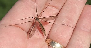 Those aren't mosquitoes, they're crane flies