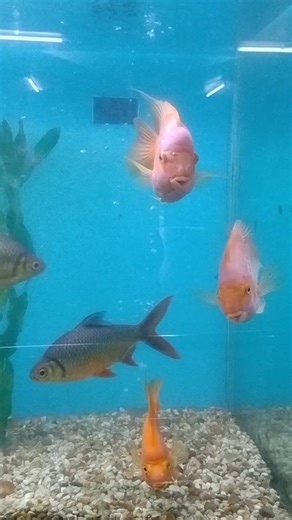 fish tank #viral #shorts #shortreel #shortsfeed