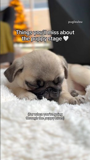 Things you’ll miss about the PUPPY stage 🥹🐶🐾 #pug #dog #puppy