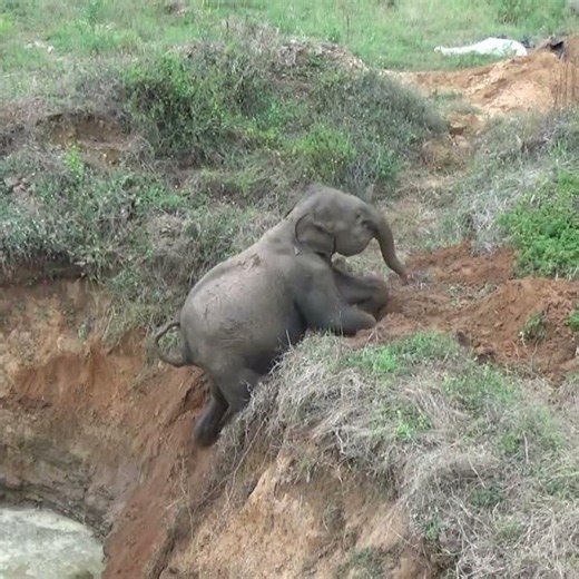 Wildlife Officers Rescue Baby Elephant Trapped in a Well 🐘❤️