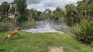 Manatee splash attack in Florida! Cheers for sending in ya video Dave! #dodgydogs #florida #manatee #funnyanimals | Ozzy Man's Video Licensing